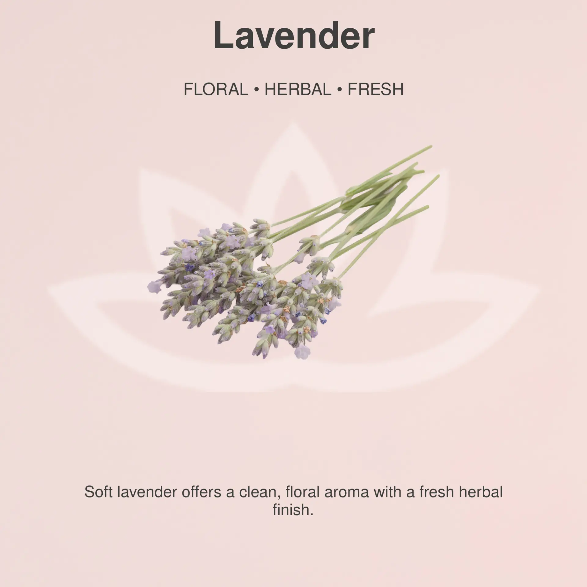 Organic Whipped Body Butter for Extremely Dry Skin 8 oz. - Image 34